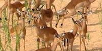 Kruger National Park